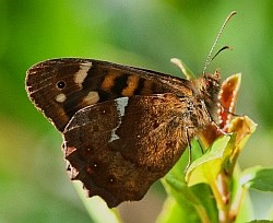Canary Speckled Wood - Parage xiphioides © Teresa Farino